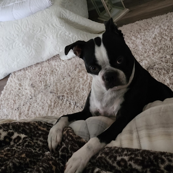 Meet your Posher, Lisa and Buddy - Picture 4 of 13